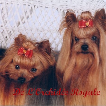 DE L&rsquo;ORCHIDEE ROYALE - Image 2