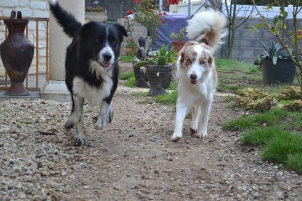 KANOU ET L AURA DU BORDER COLLIE - Image 8