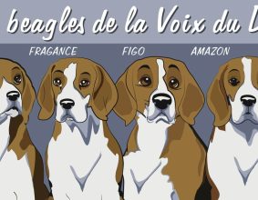ELEVAGE DE LA VOIX DU DER