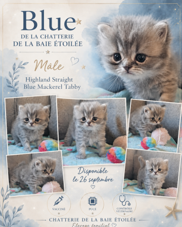 CHATTERIE DE LA BAIE ETOILEE - Image 6