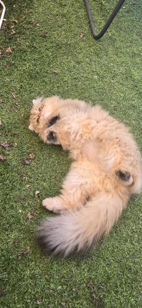 LA CHATTERIE DE LOLO DYDY - Image 18