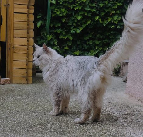 CHATTERIE DE KOOL AND COON S - Image 9