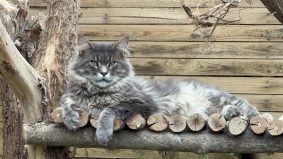 CHATTERIE DU MONT D ANGELYS