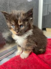 CHATTERIE DES NOELLYCAT COONS