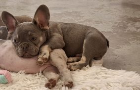 BEAUTY FRENCHY BULLY