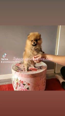 DOMAINE SPITZ NAIN POMERANIAN DES OLIVIERS - Image 12