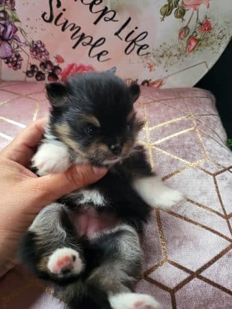 DOMAINE SPITZ NAIN POMERANIAN DES OLIVIERS - Image 6