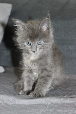 PLUME’S LITTLEPAWS - Image 92