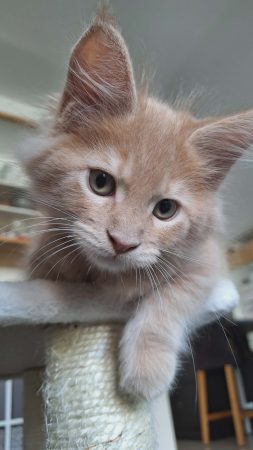 Little Lion - Image 5