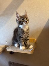 CHATTERIE DE CAVENON