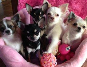 DES AMYS DE APPY
