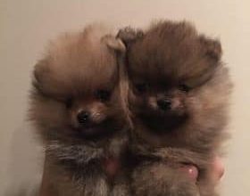 DES AMYS DE APPY