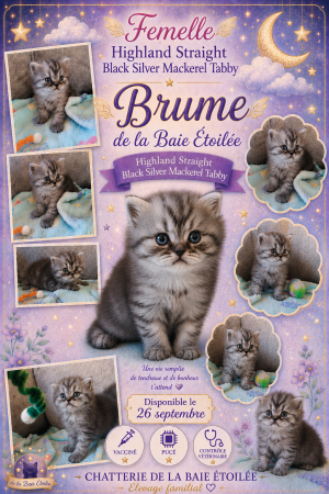 CHATTERIE DE LA BAIE ETOILEE - Image 5
