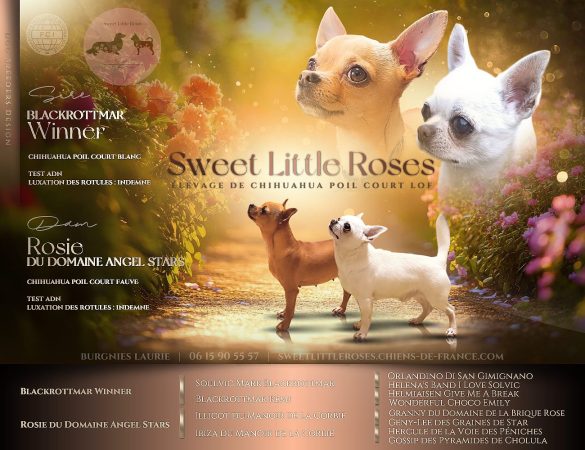 SWEET LITTLE ROSES - Image 4