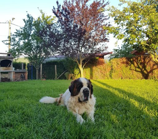 DU REFUGE SAINT BERNARD - Image 7