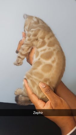 BENGAL IN LUXURY - Image 2