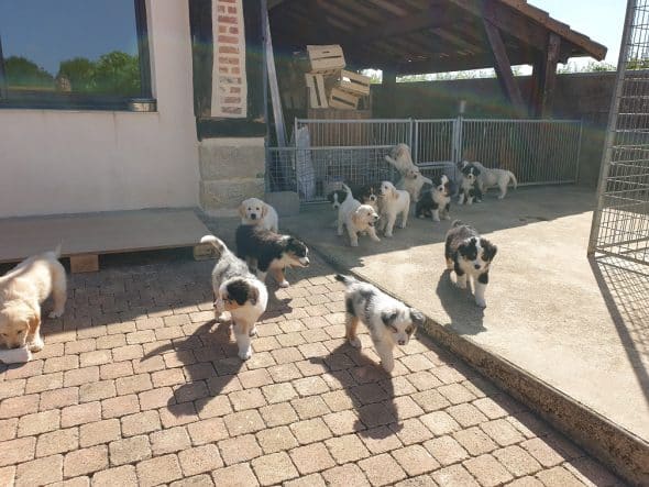 OF DARLING DOG - Image 23