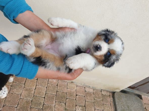 OF DARLING DOG - Image 38