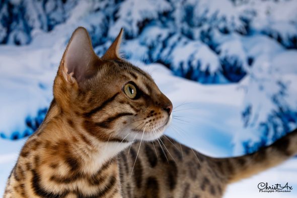 Bengal Wild Cat - Image 7