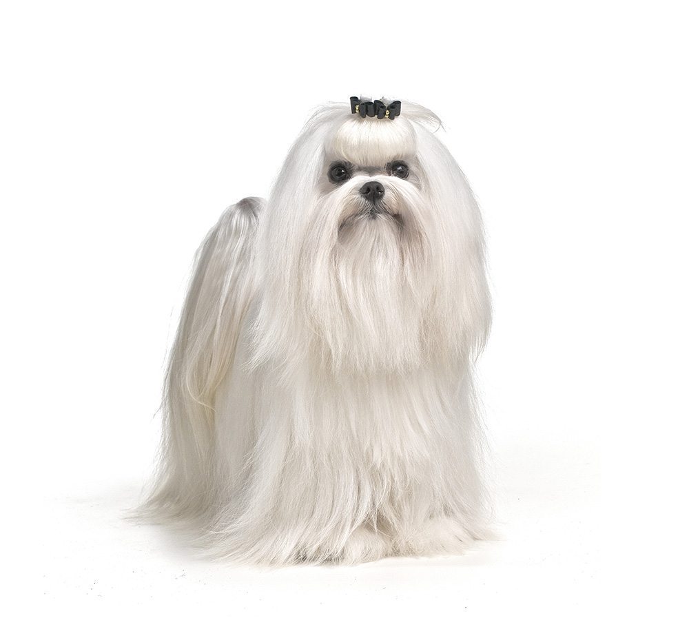 Regger Malatis Le chien de race Bichon Maltais