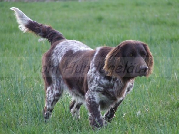VOM HUNDEGELAUT - Image 9