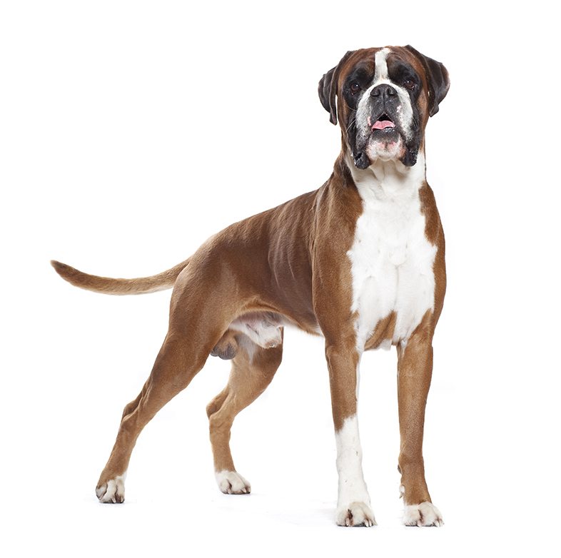 Race de chien Boxer