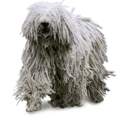 Komondor