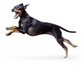Toy terrier