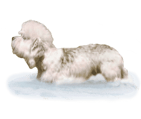 Dandie dinmont terrier