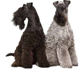 Kerry blue terrier