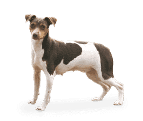Terrier Brésilien