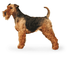 Welsh terrier