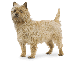 Race de chien Cairn terrier
