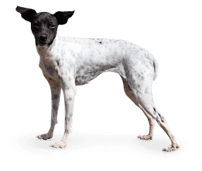 Terrier Japonais