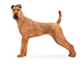 Terrier Irlandais