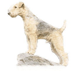 Race de chien Lakeland terrier