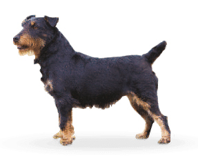 Race de chien Jagd terrier