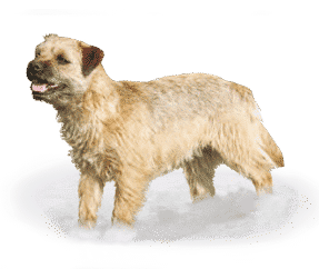 Race de chien Border terrier