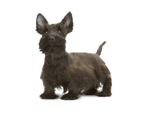 Race de chien Terrier Ecossais