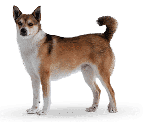 Chien Norvégien de Macareux