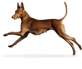 Cirneco de l’Etna