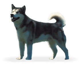 Race de chien Malamute de l’Alaska