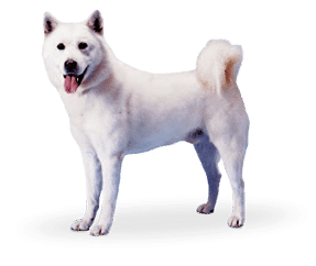 Jindo Coréen