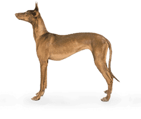 Chien du Pharaon