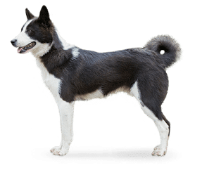 Race de chien Laika de Sibérie Orientale