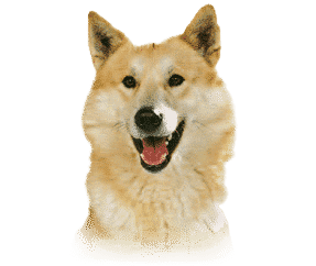 Chien de Canaan