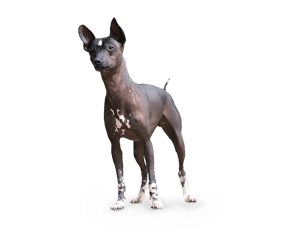 Chien nu Mexicain