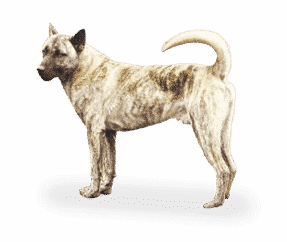 Chien de Taiwan