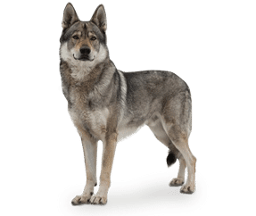Chien Loup Tchèque