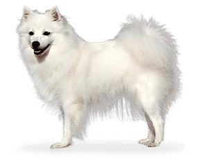 Race de chien Spitz Japonais